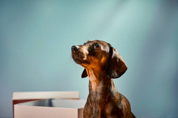 istock Playful small Dachshund with a cardboard box at home 2205886678