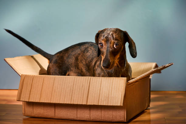istock Playful small Dachshund with a cardboard box at home 2205886682