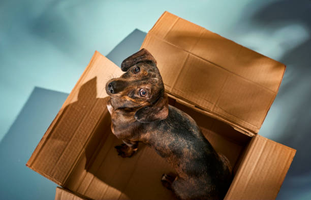 istock Playful small Dachshund with a cardboard box at home 2205886730