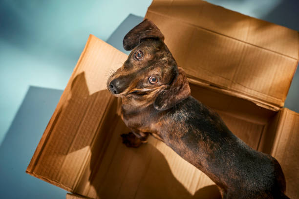istock Playful small Dachshund with a cardboard box at home 2205886752