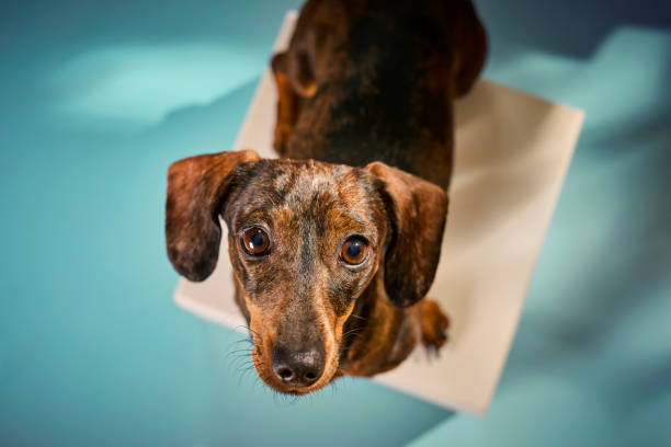 A curious small dachshund excitedly interacts with a cardboard parcel box on a clean, neutral background. The playful pup explores, sniffs, and paws at the package, embodying the joy and anticipation of unboxing. Captured in a minimalist setting, this series highlights the simple yet heartwarming moments of discovery and play, perfect for themes of pet deliveries, excitement, and companionship.