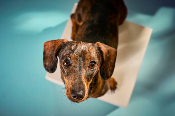 A curious small dachshund excitedly interacts with a cardboard parcel box on a clean, neutral background. The playful pup explores, sniffs, and paws at the package, embodying the joy and anticipation of unboxing. Captured in a minimalist setting, this series highlights the simple yet heartwarming moments of discovery and play, perfect for themes of pet deliveries, excitement, and companionship.