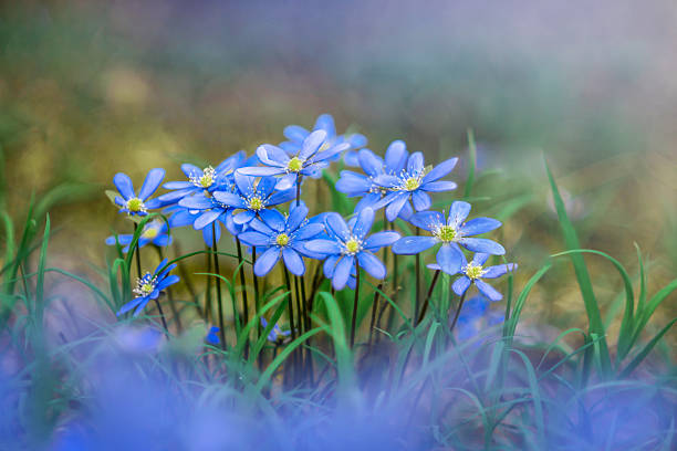 Blue forest primroses. Kidney. Spring. The forest is alive. The first plants bloom. Liverwort flowers reach for the light.