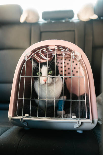 istock Cat in a pet carrier box on the back seat 2205888550