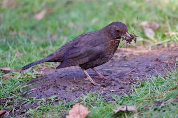 istock black bird garden bird gathering mud for nesting material 2205889743