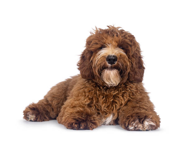 istock Australian Cobberdog on white background 2205891219