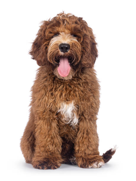 istock Australian Cobberdog on white background 2205891266