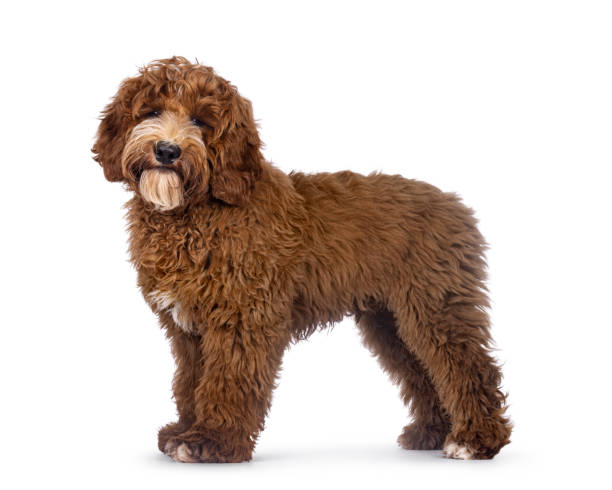 istock Australian Cobberdog on white background 2205891284