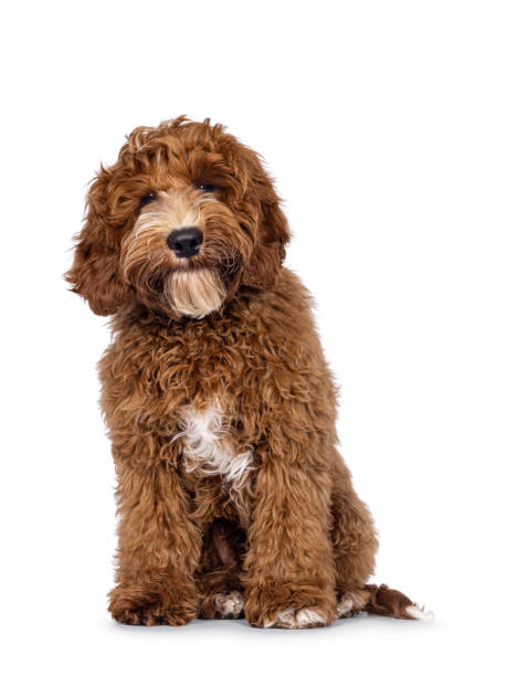 istock Australian Cobberdog on white background 2205891352