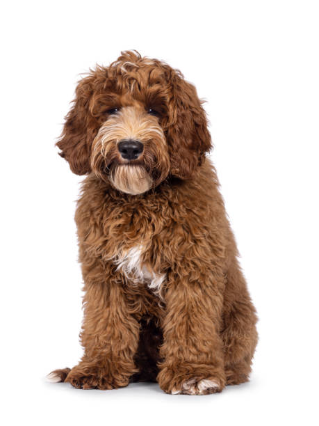 istock Australian Cobberdog on white background 2205891377