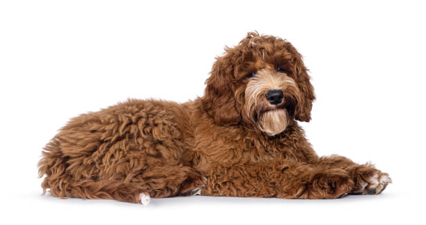 istock Australian Cobberdog on white background 2205891418