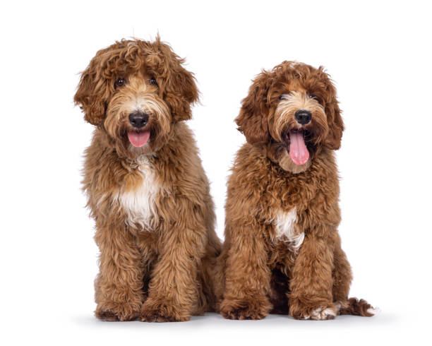 istock Two Cobberdogs on white background 2205891451