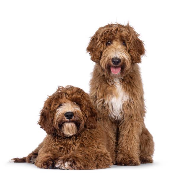 istock Two Cobberdogs on white background 2205891474