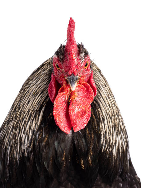 istock Brahma mix rooster on white background 2205891795