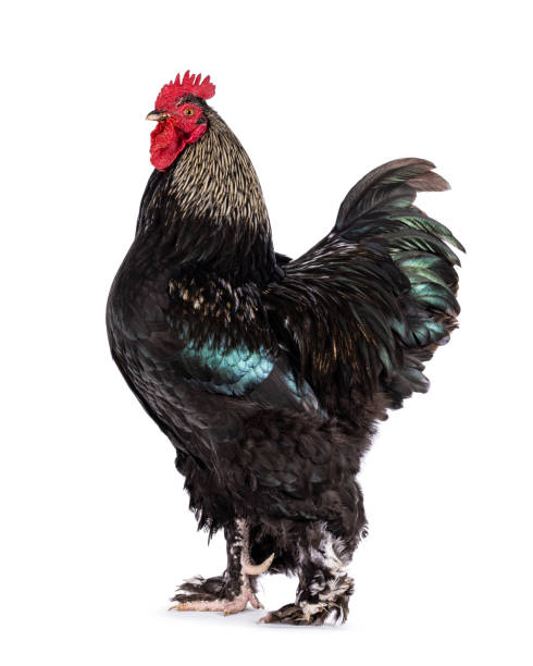 istock Brahma mix rooster on white background 2205891844