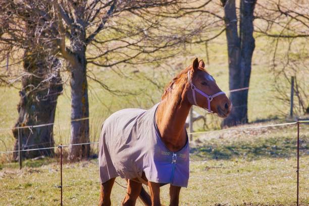 istock Horses on the Rennsteig in the Thuringian Forest 2205892273