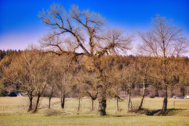 Green meadow with trees and clear blue sky in summer