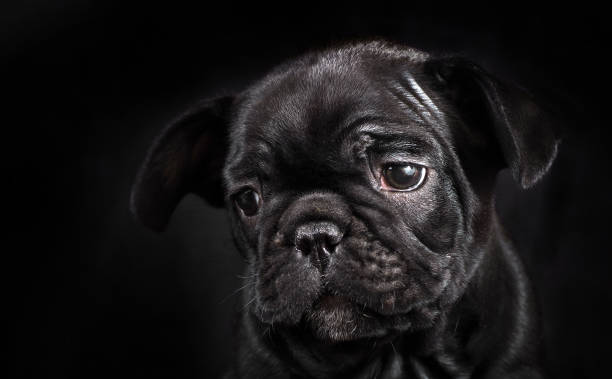 istock french bulldog puppy isolated on black. copy space 2205893904