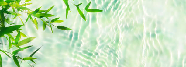istock bamboo leaf branch isolated on transparent rippled water surface background, abstract nature scene background concept with sunlight reflections for cosmetics, vacations and travel, top view 2205894028