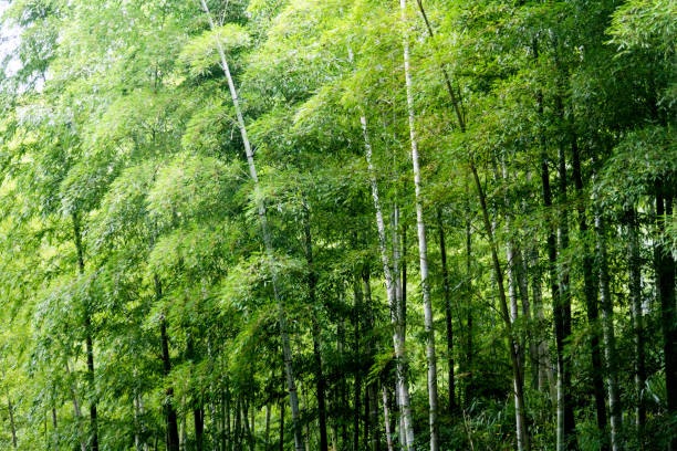 Background of green bamboo forest
