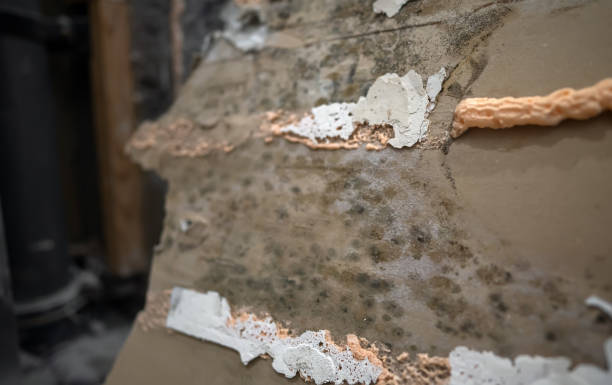 istock Wall stripped of drywall, showing visible mold. 2205894667