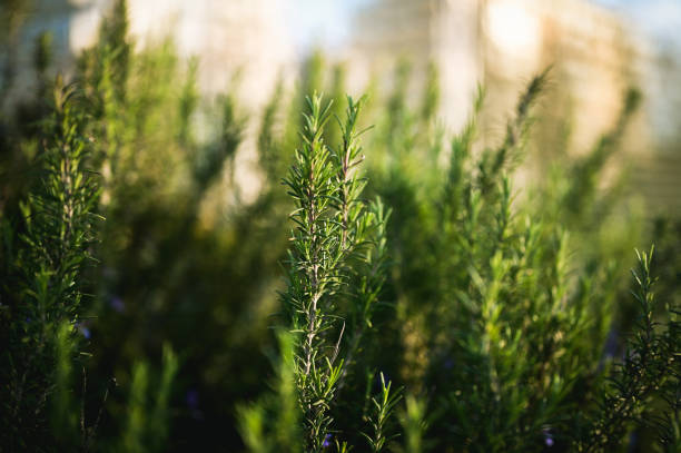 istock Fresh rosemary growing in a garden under the sunlight 2205894682