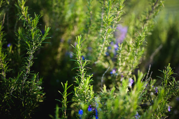 istock Fresh rosemary sprigs growing in a garden 2205894734