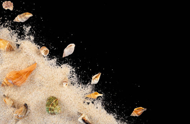 istock sea shells and starfish corner decoration 2205896009