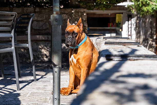 A boxer dog sitting on a stone surface in a sunny outdoor setting. The dog, wearing a blue collar, is looking calmly towards the camera while surrounded by empty chairs and shaded greenery.
