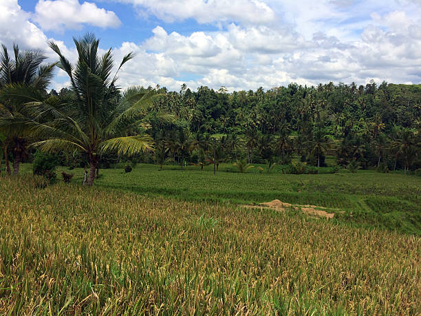 istock a green rice fields with blue sky with thick clouds and mountain 2205896069