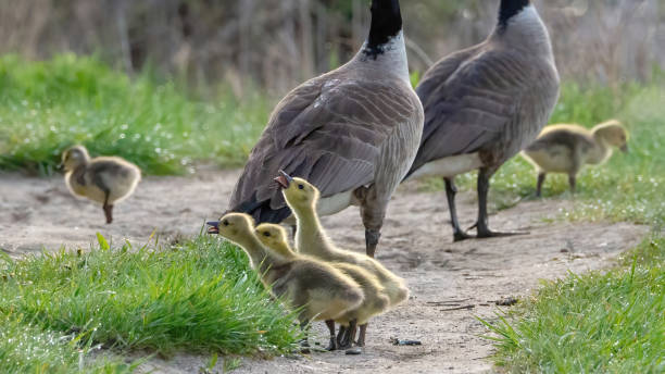 istock Canada Goose family foraging on the grass area 2205896181