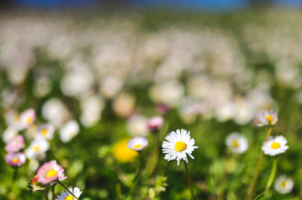 Daisies blooming in a field during springtime with blurred background
