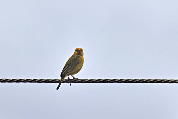 Masked weaver bird