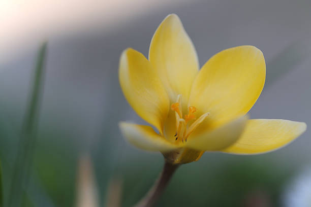 beautiful small crocus, open yellow flower, delicate yellow crocus, petals in a bright yellow tone, close-up crocus chrysanthus surrounded by grey backgrounds, pollen pistils