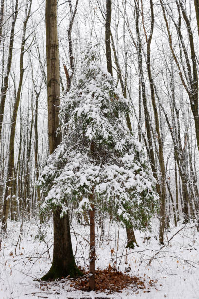This photograph depicts a winter forest landscape with an emphasis on a small fir tree covered in fresh snow. The fir tree is located in the center of the frame, standing out against the backdrop of tall, bare trees.