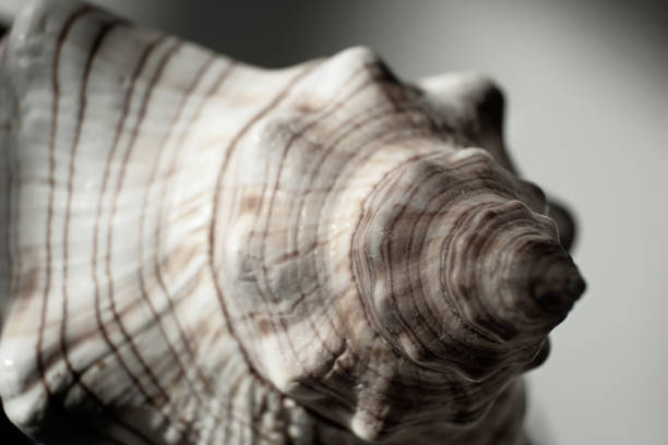 background from shell texture close up