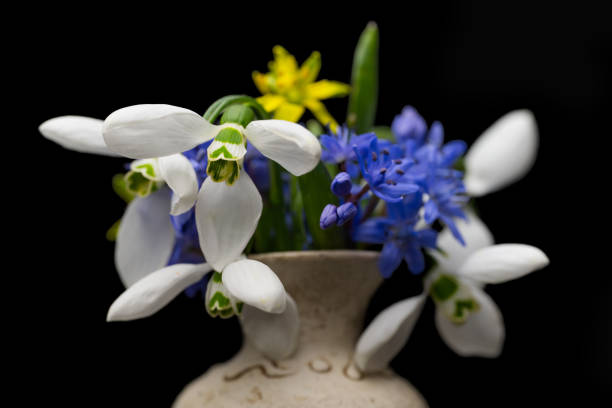 bouquet of spring primroses on a black background