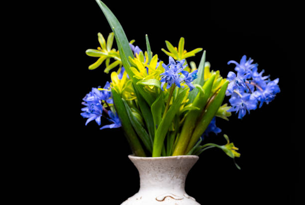 istock bouquet of spring primroses 2205901425