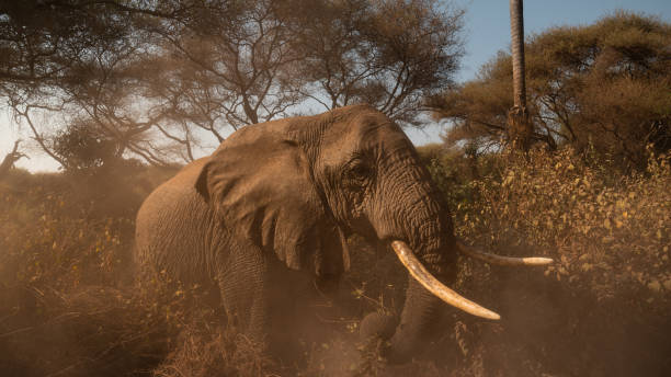 istock Large elephant walking in the african savannah at sunset 2205901472