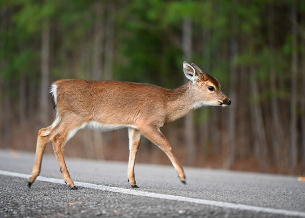 istock Baby White-Tailed Deer Crossing the Road 2205901560