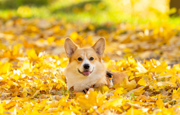 istock Corgi Pembroke in Autumn Park 2205901823