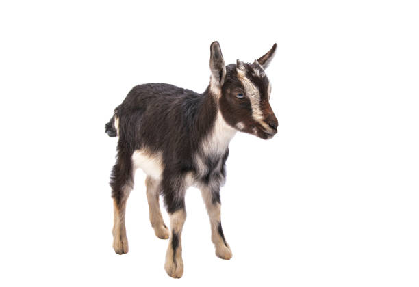istock black little goat isolated 2205902097