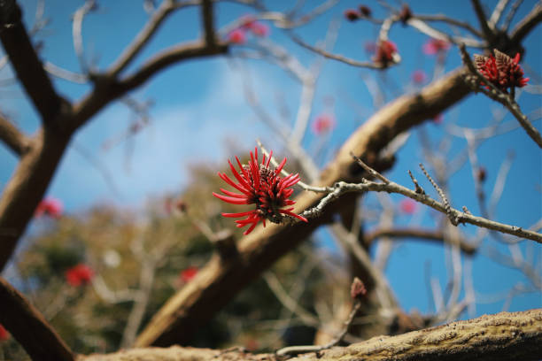 istock New Zealand Flower 2205902739