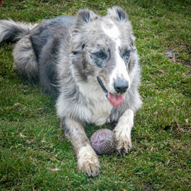 Close up portrait of australian shepherd dog face with toy in mouth outdoors. Focus on nose