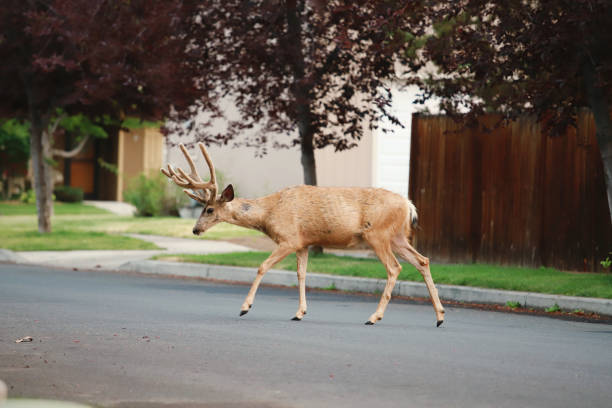 istock Deer walking through a neighborhood 2205903200