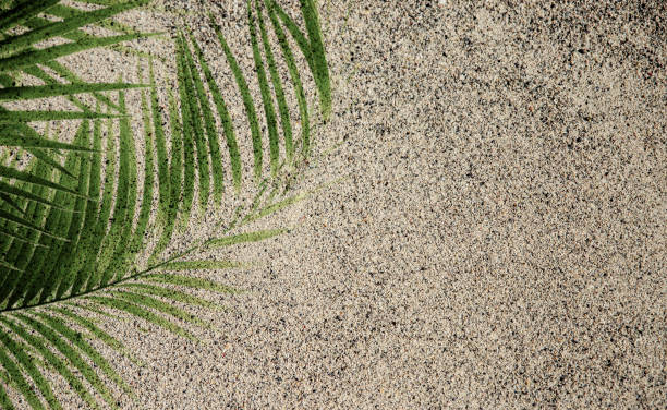Palm leaf on the sand beach abstract background. Copy space
