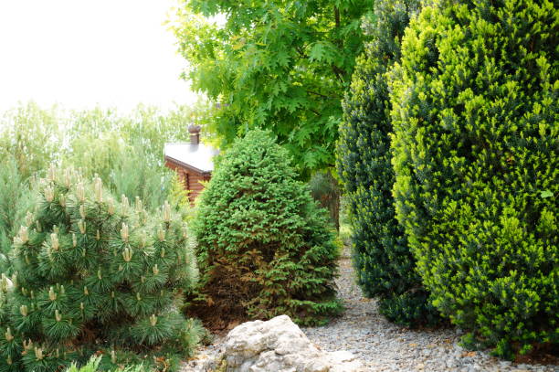 A green fir tree in the park.