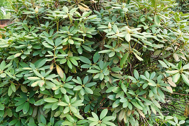 istock The rhododendron. A tree branch in the park. 2205905380