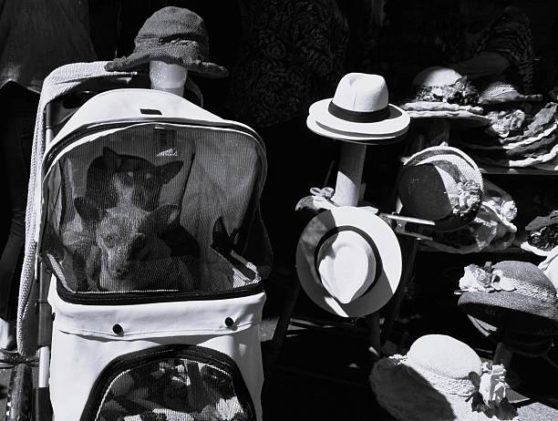 istock Two dogs and hats 2205906698