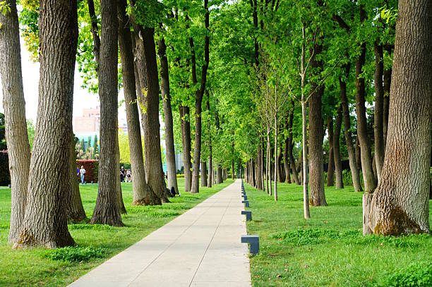 Russia, Krasnodar, April 29, 2024. An alley with trees in Galitsky Park.